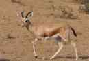 Gazelle-dorkas - állat, leginkább az élethez igazodva a sivatagban